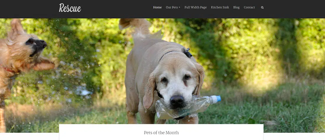 Rescue - Animal Shelter Website Theme