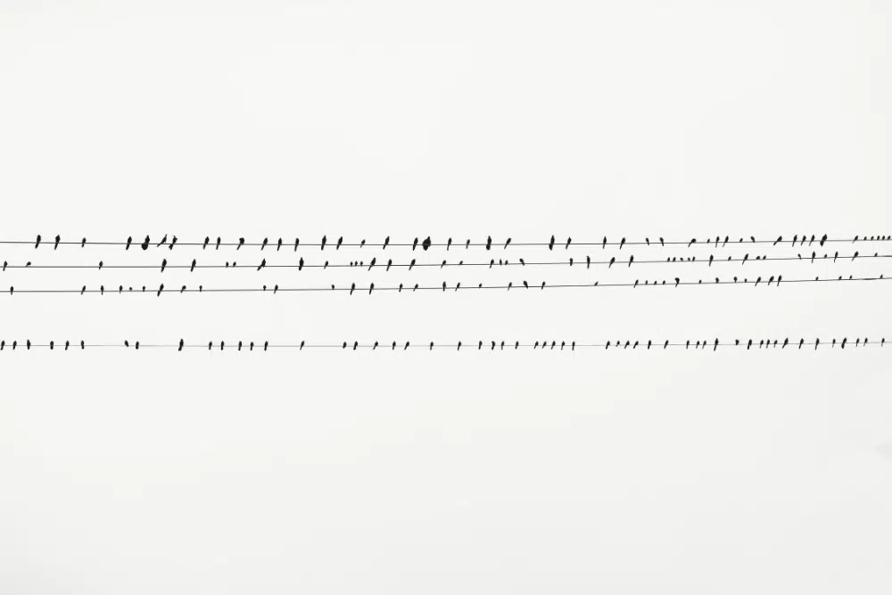 Amazing Free Monochromatic Images for Backgrounds: Birds on Wire