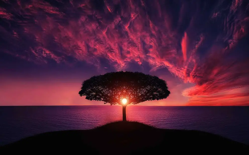 Free Amazing Sky Backgrounds for Designers: Tree Silhouette against Dark Purple Sky