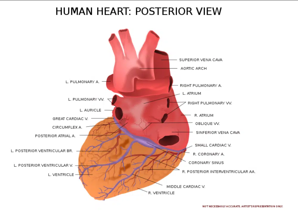 Free Design Assets for Healthcare Designers: Human Heart Posterior View