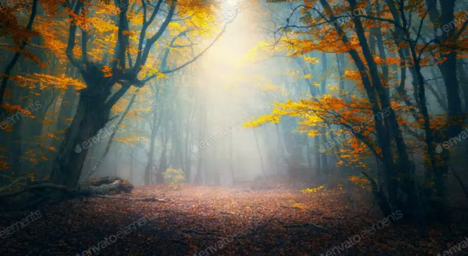 Enchanted autumn forest