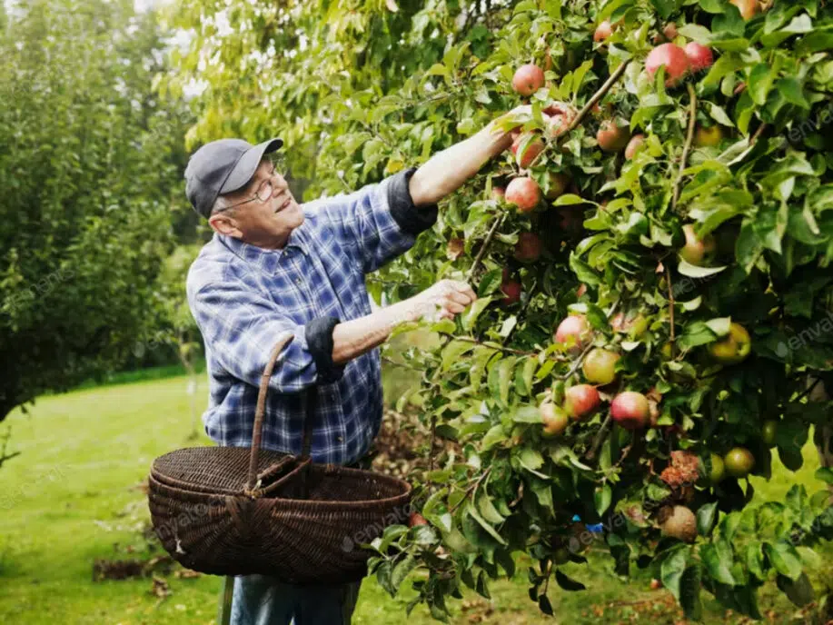 Older man picking fruit from tree