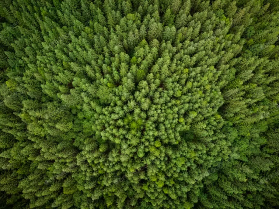 Texture of green fir trees aerial view