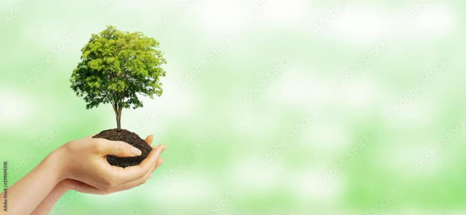Ecology and Environmental Concept with hand holding tree