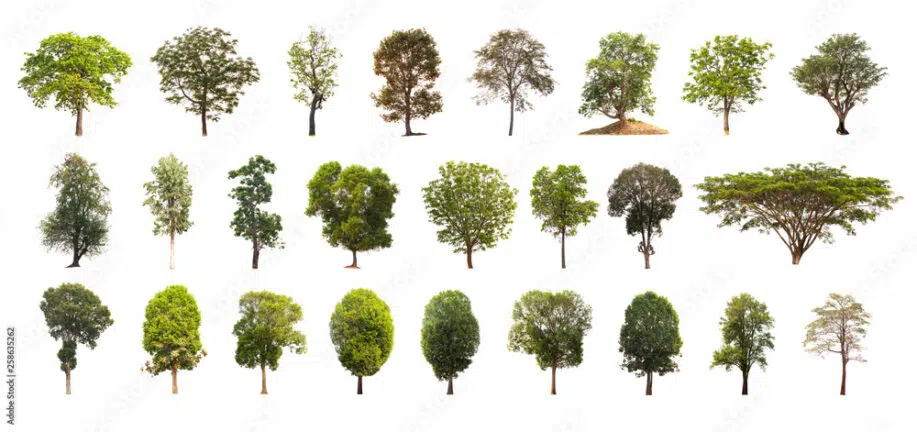 Isolated collection of tree images on white background