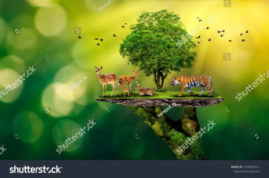 Conserve tree and wildlife
