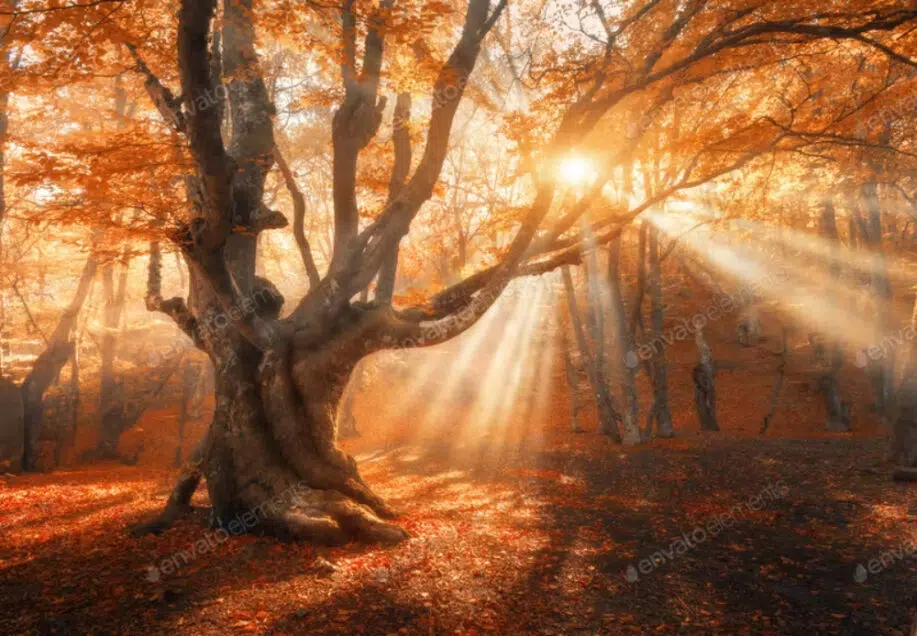 Magical old tree with sun rays in the morning