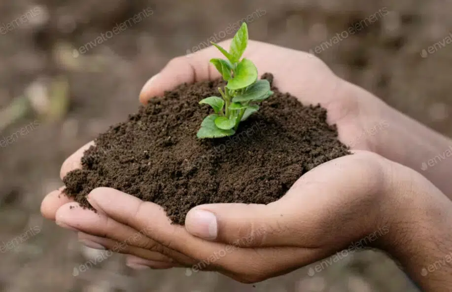 Hand holding small tree for planting
