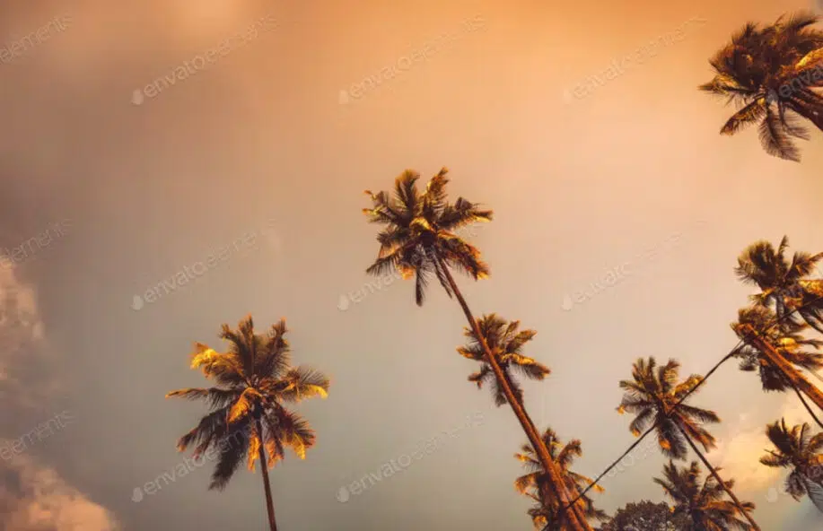 Palm trees on sunset