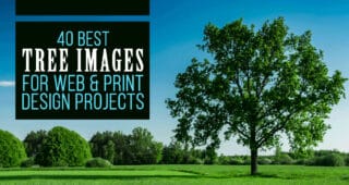 Best Tree Images For Web & Print Design Projects