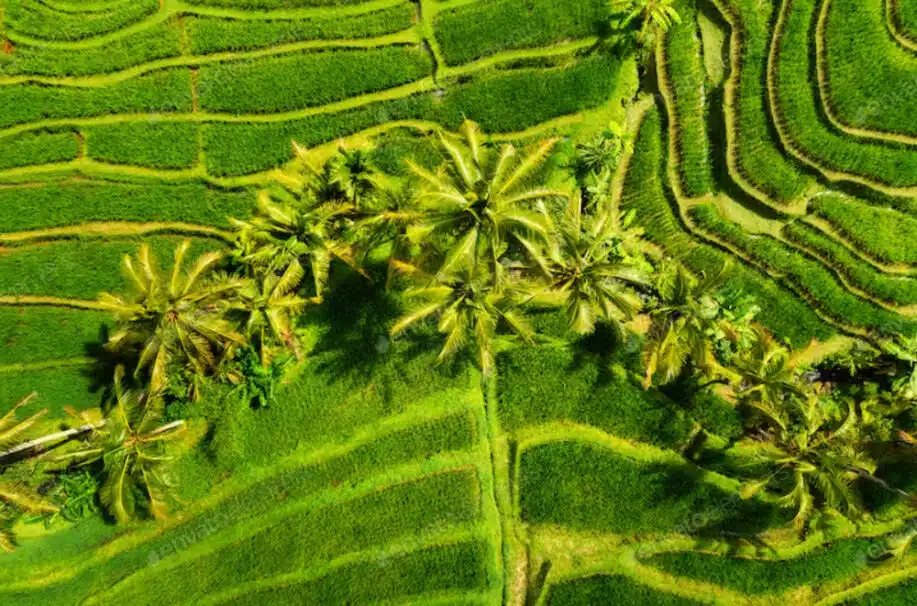 Aerial view of rice terraces