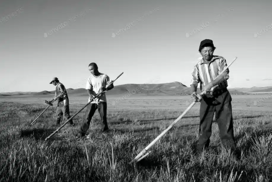 Mongolian Farmers Working